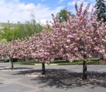 park