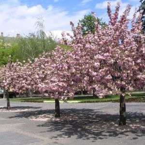 park
