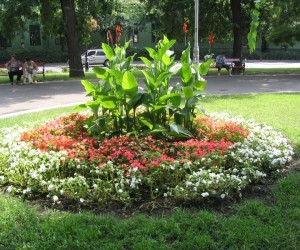 Virágos Kiskunhalas, 2009. augusztus